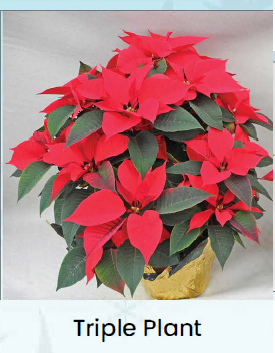 Triple Red Poinsettia Main Image